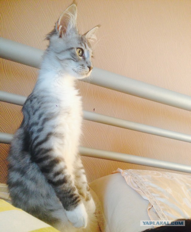 Котовторник 18.08.2015