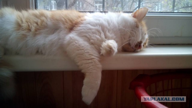 Котовторник 03.11.2015