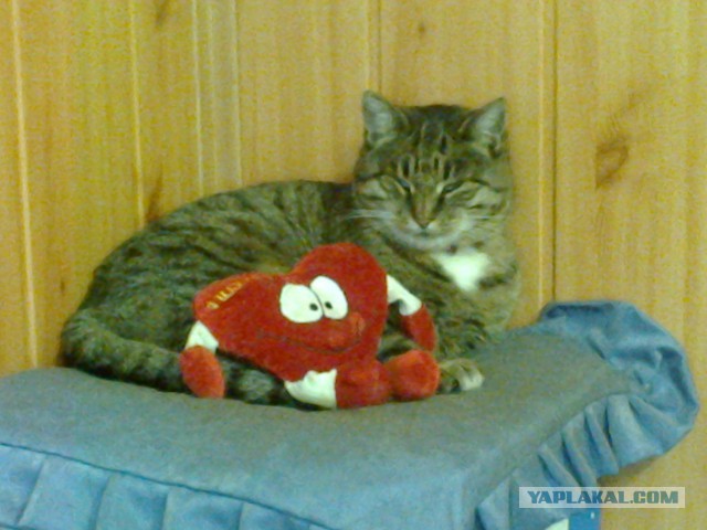 Котовторник 15.12.2015