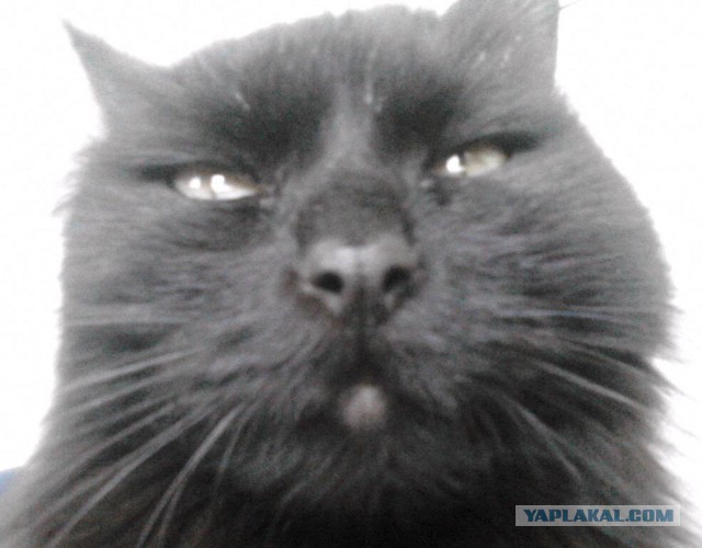 Котовторник