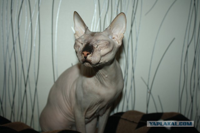 Мой личный котоленд 12