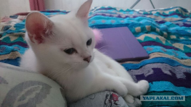Котовторник 16.02.16