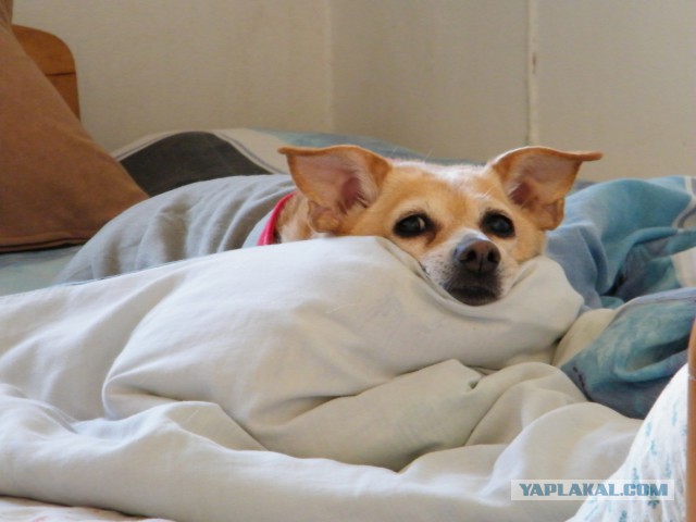 Скотинки - Животинки