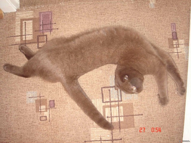 Коты, кошки, котята