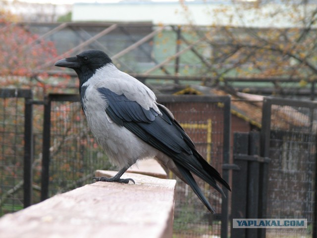 Каких птиц вы видите в городе?