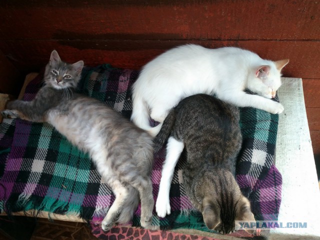 Котовторник 26.07 2016