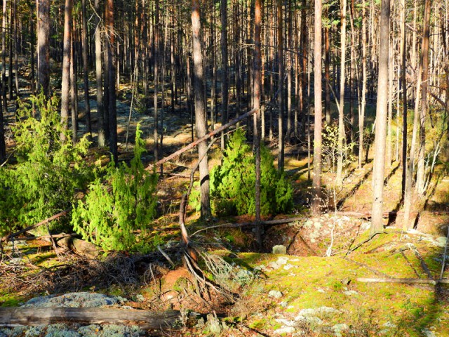 Прогулка по лесу с ножом, фотоаппаратом и ведром.