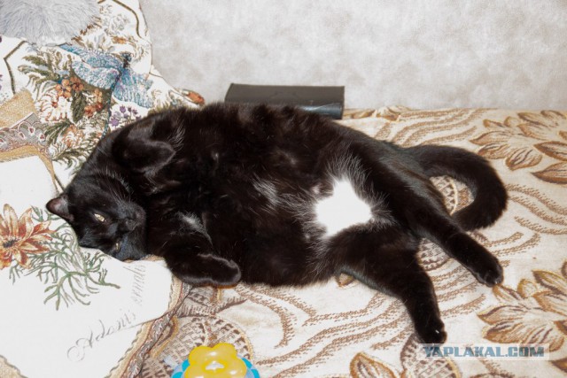 Кот мешает читать ЯП
