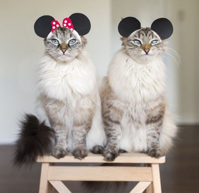 Картинки разные из сети