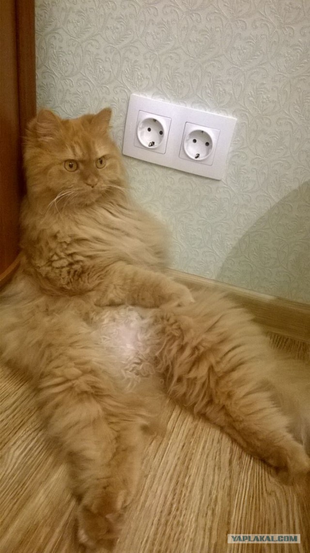 Рыжее счастье. На котовторник