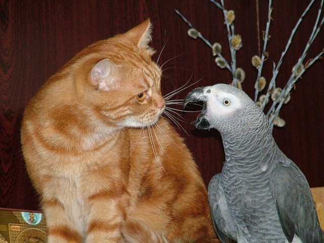 Коты из сети