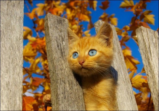 Коты из сети