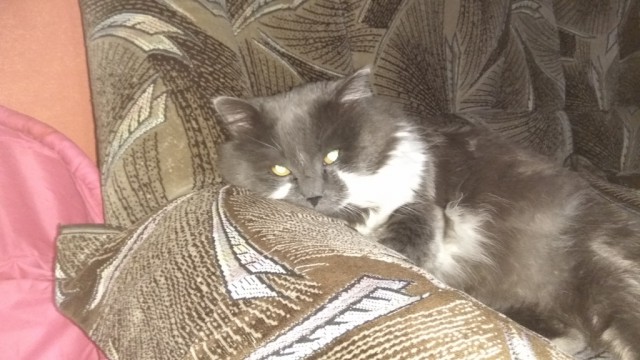 Как понять язык кота: Краткий человеко-кошачий словарь