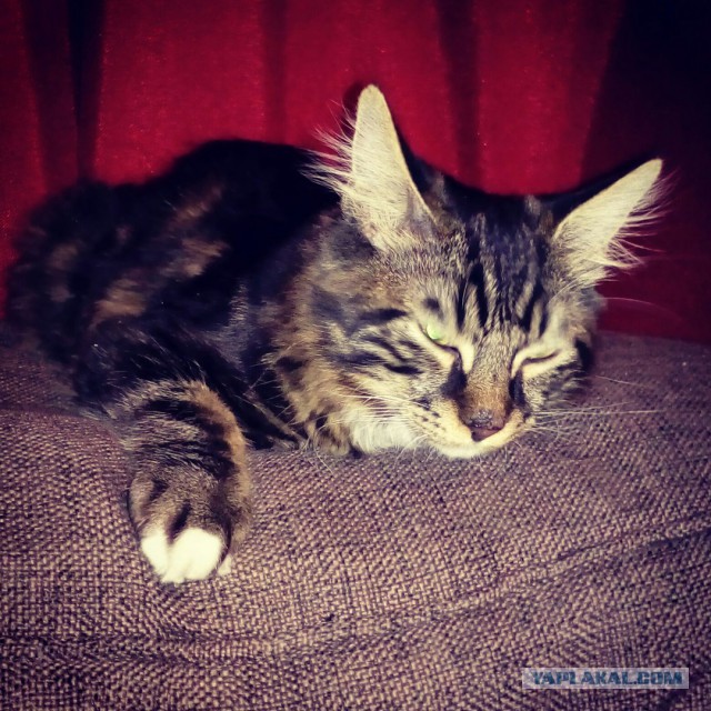 Котовторник  31.01.2017