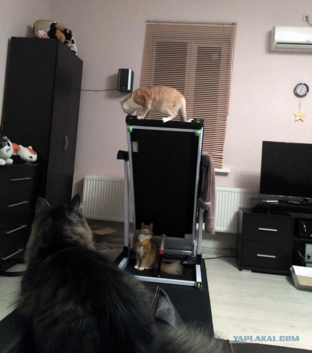 Котовторник  14.02.2017