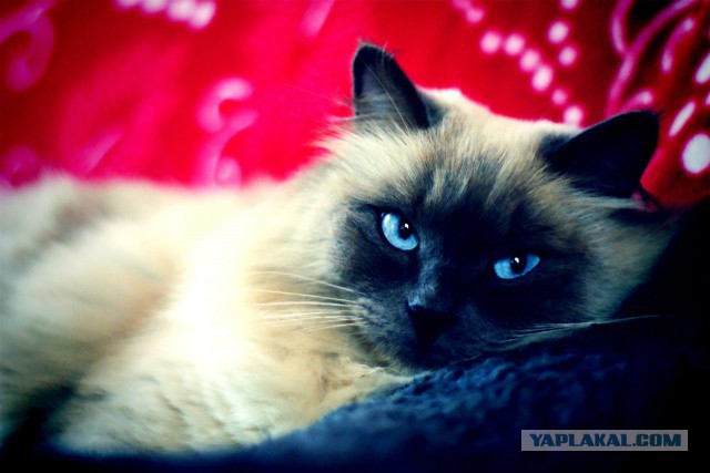 Собака нашла котейку.