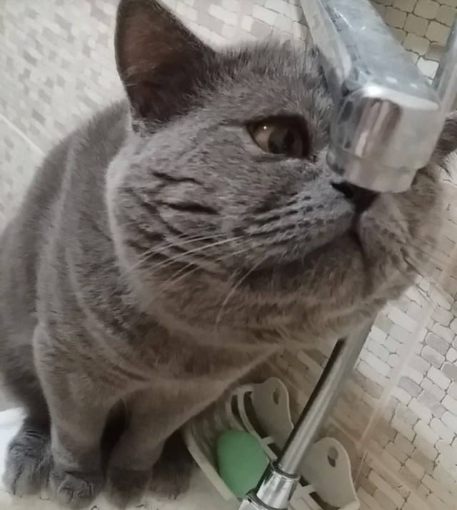 Коты и Кошки
