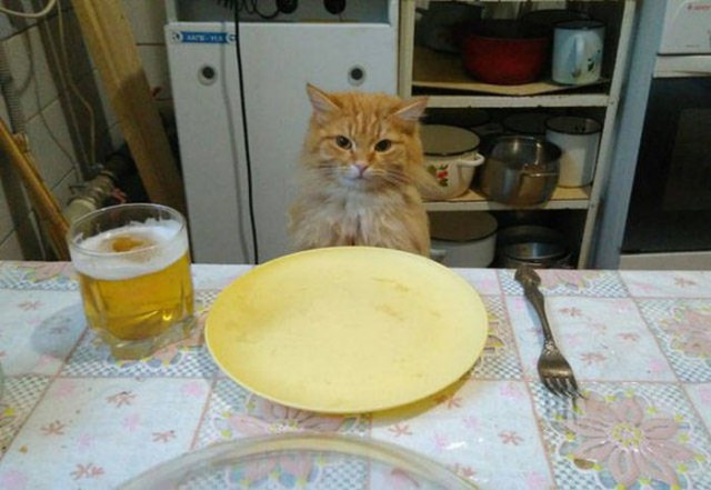 Коты и Кошки