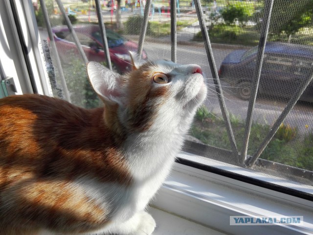 Котовторник 04.07.17
