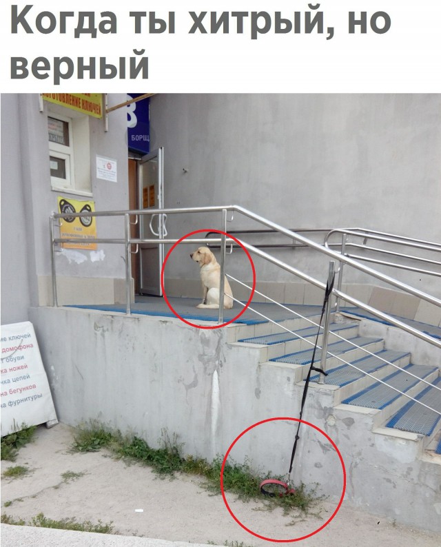 Подборка забавных животных