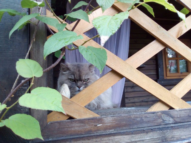 Котовторник  25.07.2017
