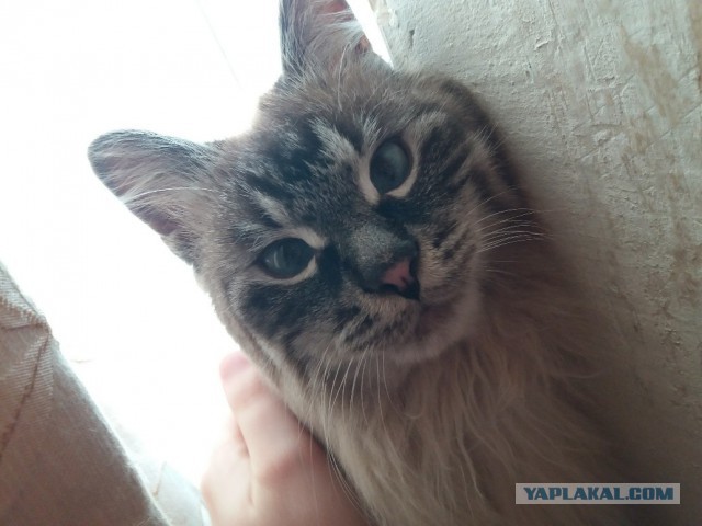 Вся красота беспородных кошек. Котовторнику посвящается.
