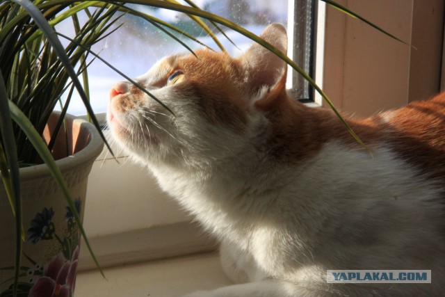 Котовторник 20.03.2018