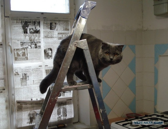 День котов