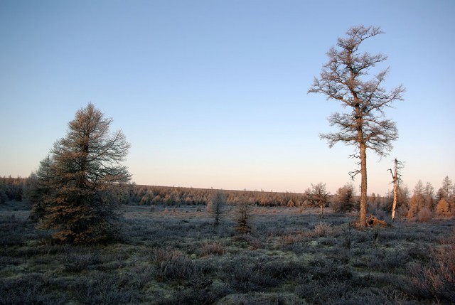 Осенняя тайга