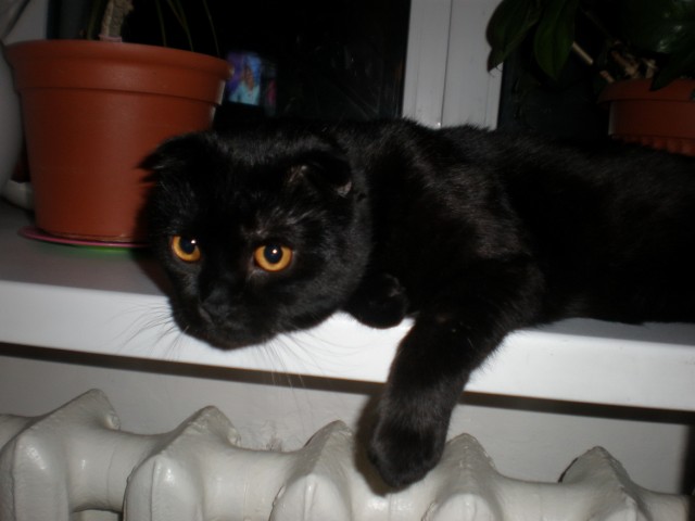 Котовторник! 11.10.11