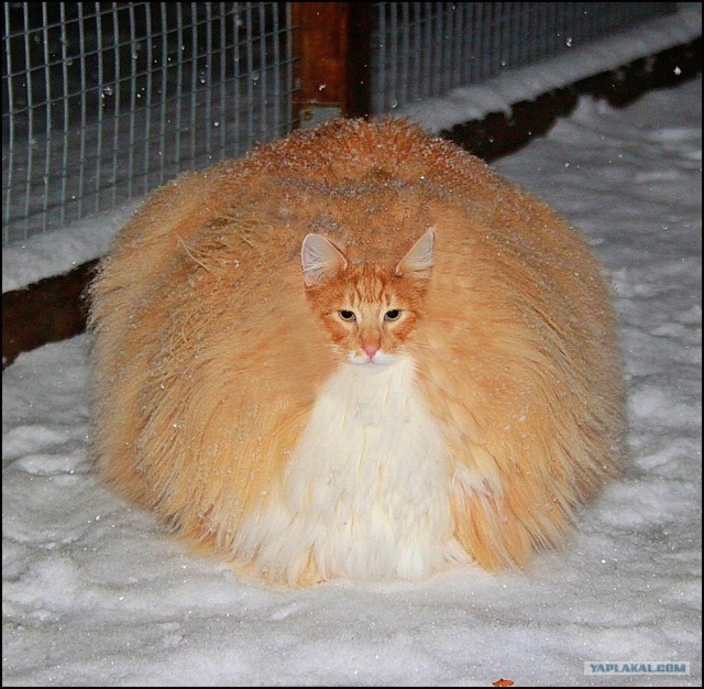 Котовторник (07.02.2012)