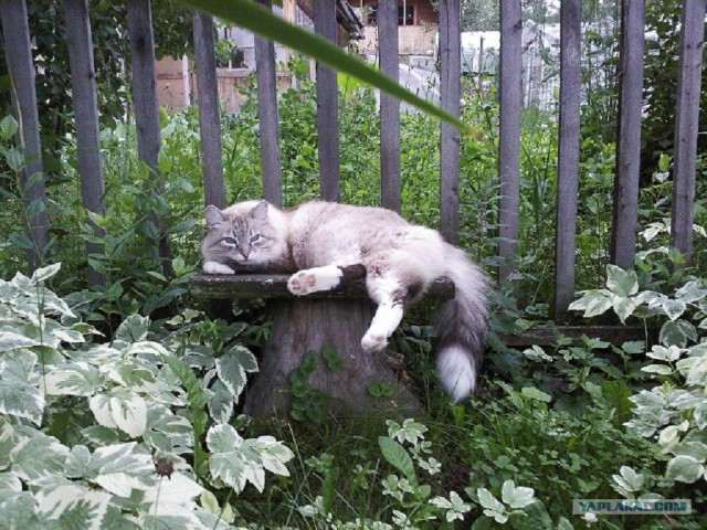Котовторник 17.04.2012