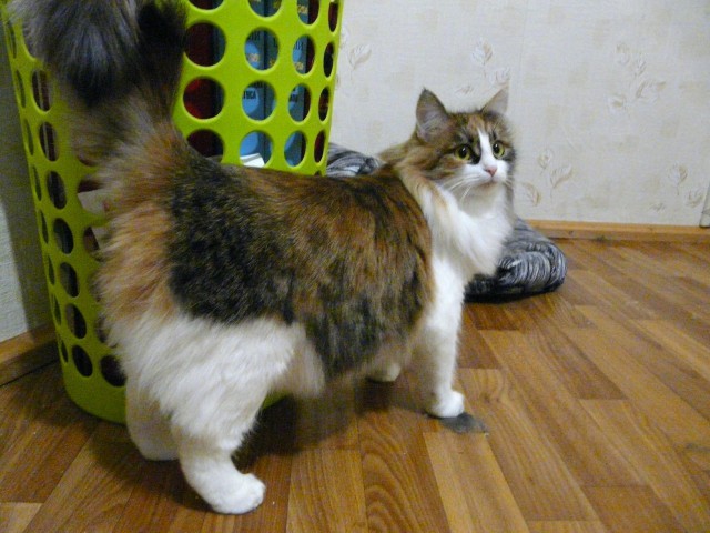 Прикольных котов пост