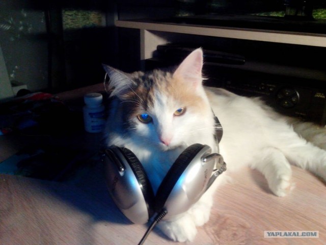 Котовторник 30.10.2012