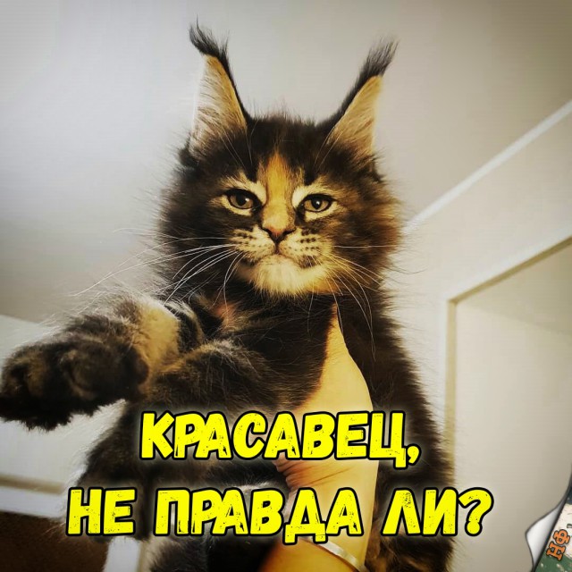 Забавные фото котеек
