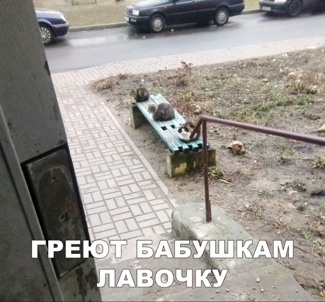 Забавные фото котеек