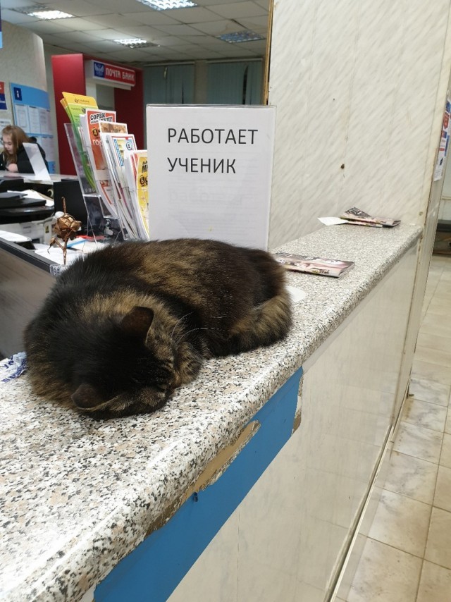 Живность из сети