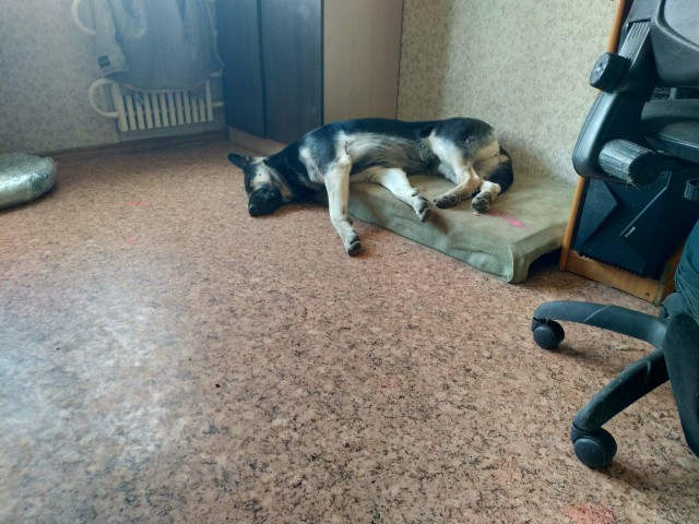Как спят наши животины....