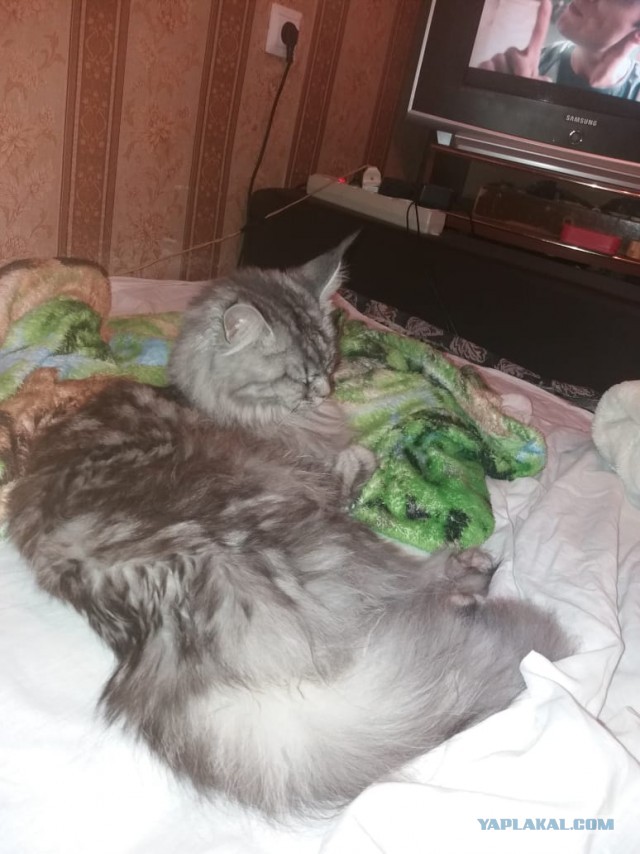 Котята с внешностью «оборотней»