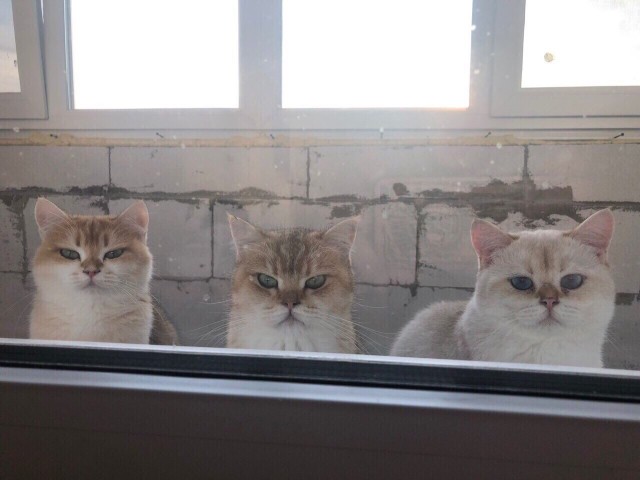 Забавные фото котеек