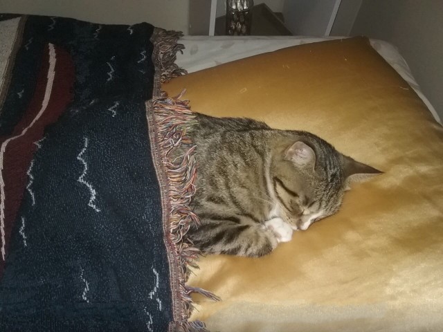 Забавные картинки с котами из сети