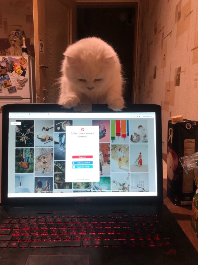 Эти забавные животные