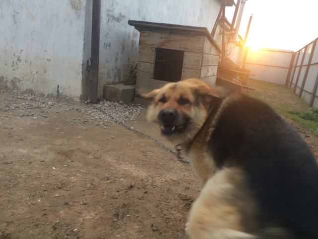 Эти забавные животные