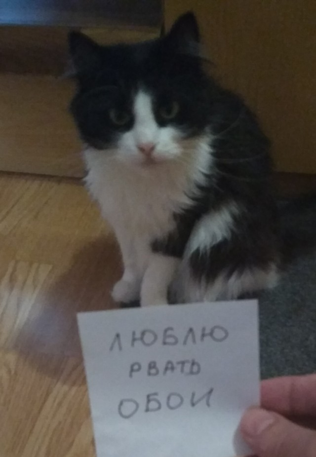 Чистосердечные признания и объяснительные нашкодивших котеек