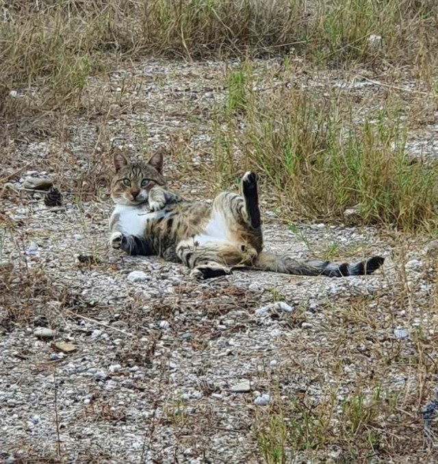 Котокартинки и котобуквы