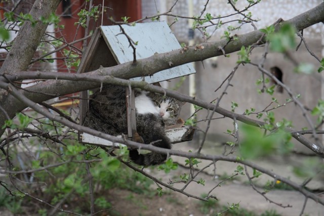 Фигасе воробушек!