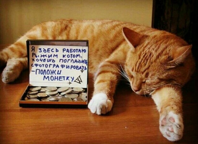 Бездомные котики, которые превратили магазины в свои владения