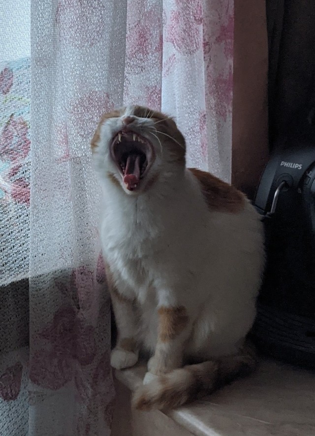 Вторник. Кото-вторник...