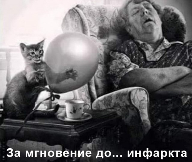 Злые котики - к последнему летнему котовторнику