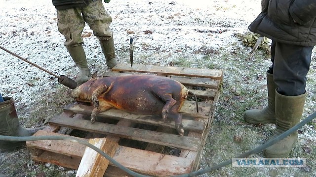 А виноват ты в том, что хочется мне кушать